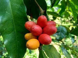 Gnetum gnemon (also called gnemon, melinjo, belinjo, kuliat, culiat, bago, bigo and padi oats, paddy oats) with a natural background