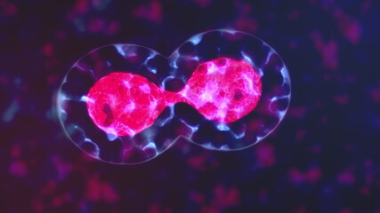 4K Cell Division. Cellular Division Under Microscope. Meiosis and mitosis