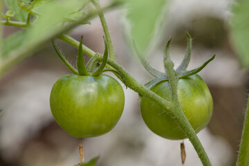 some still green tomatoes at a tomato plant