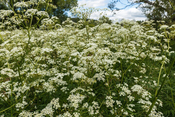 Fototapeta na wymiar Achillea millefolium or common yarrow. wild flowers in meadow.