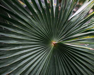 Sabal palm leaf