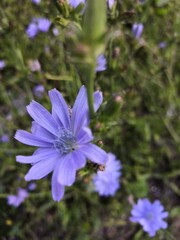 purple flowers in the forest