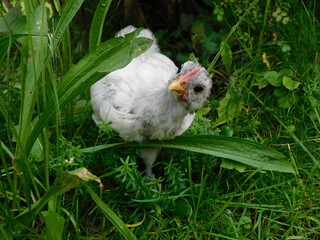 weißes zwerg orpington küken, hahn