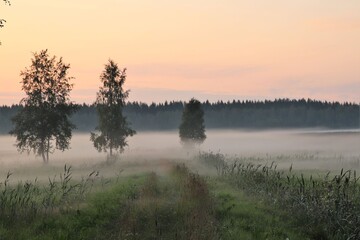 Misty field during sunset. The atmosphere is dreamy and calm.