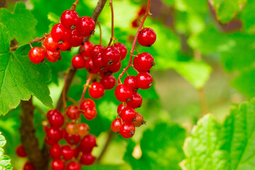 red currants on twigs in the garden