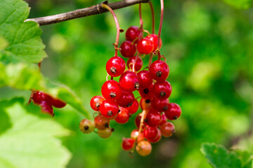 red currants on twigs in the garden