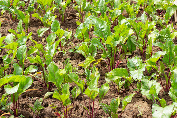 green grass in the garden, beets growing in the garden