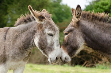 two brown donkeys who love each other, green background, summer time