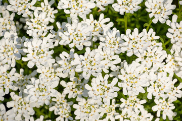 白い小さな楕円の4枚の花びらの花が密集した、一面真っ白な花壇。花畑。花柄。一色。