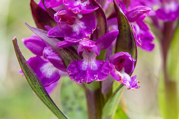 Naklejka premium Heart-shaped Marsh Orchid (Dactylorhiza cordigera)