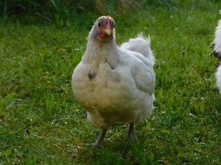 weißes zwerg orpington küken, hahn