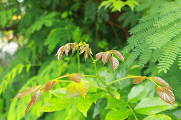 close up of fern leaves
