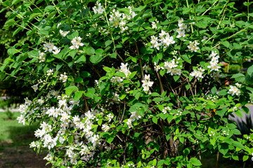 Fresh delicate white flowers and green leaves of Philadelphus coronarius ornamental perennial plant, known as sweet mock orange or English dogwood, in a garden in a sunny summer day, beautiful outdoor