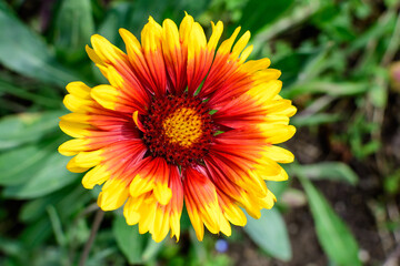Top view of one vivid yellow and red Gaillardia flower, common name blanket flower,  and blurred green leaves in soft focus, in a garden in a sunny summer day, beautiful outdoor floral background.
