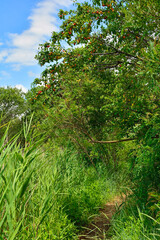 Naklejka premium A small footpath passing under an emolo plum tree in the wetlands of Isola Della Cona in Friuli-Venezia Giulia, north east Italy 