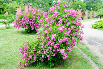 Bush with many delicate vivid pink magenta rose in full bloom and green leaves in a garden in a sunny summer day, beautiful outdoor floral background photographed with soft focus.