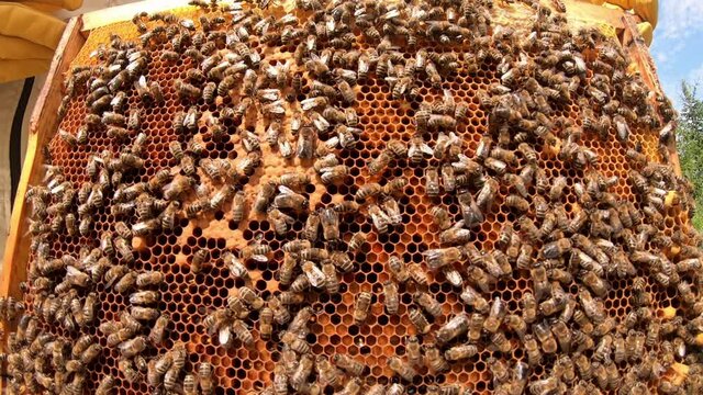 Honeycomb with bees. The bees pack honey comb with bee bread. Apitherapy.