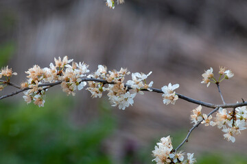 cherry blossom in spring