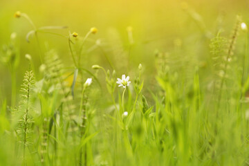 Nature Background with fresh green grass and flowers in field meadow in sunlight with beautiful bokeh effect