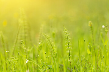 Nature Background with fresh green grass and plants in sunlight with beautiful bokeh effect