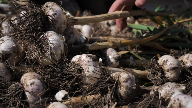 the farmer&rsquo;s hand puts freshly picked garlic heads to dry. garlic crop
