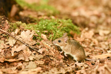 Maus