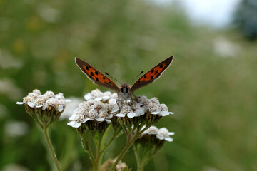 Schmetterling Kleiner Feuerfalter im Sommer 2020 in Rheinland-Pfalz - Stockfoto