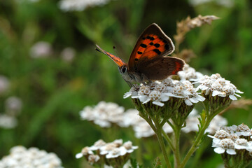 Schmetterling Kleiner Feuerfalter im Sommer 2020 in Rheinland-Pfalz - Stockfoto