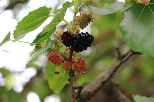 
Black mulberry berries ripen on a tree on a sunny summer day