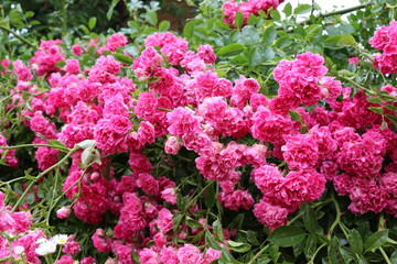 
Bright pink little roses bloom on a garden fence in summer