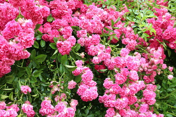 
Bright pink little roses bloom on a garden fence in summer