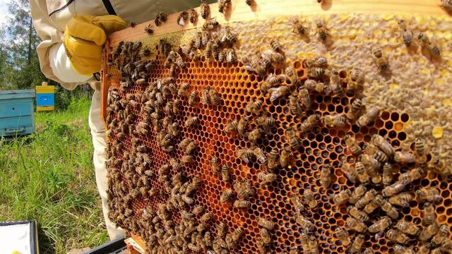 Honeycomb with bees. The bees pack honey comb with bee bread. Apitherapy.