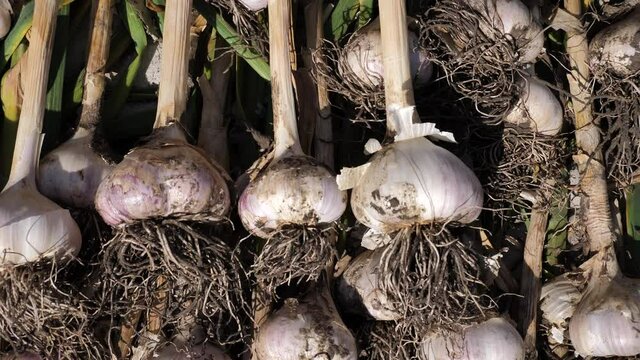 the farmer&rsquo;s hand puts freshly picked garlic heads to dry. garlic crop