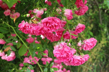
Bright pink little roses bloom on a garden fence in summer