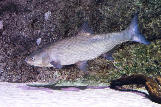 Asp fish, European freshwater fish of the Cyprinid family, underwater