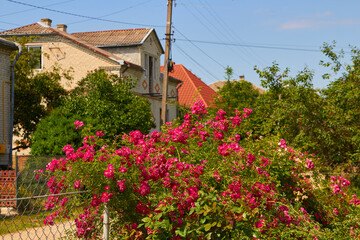 red roses creeping along the fence,blooming rose flowers grew on the fence