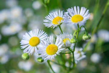 White camomiles on blurry background with bokeh effect.