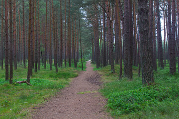 Fototapeta premium Baltic forest in fog