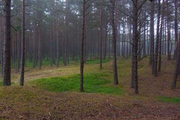 Baltic forest in fog