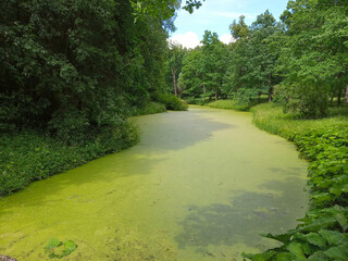 Naklejka premium Green duckweed on the water