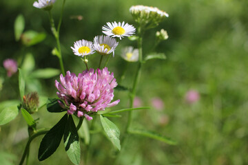 Wildflowers on the summer meadow. Close-up of red clover on blurred natural floral background. Copy space