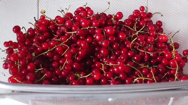 Sprigs of red currant fall on each other. The berries are washed with water, dark red. Rural harvest. Close-up