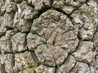 Old Wooden Texture