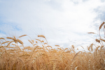 Rural outdoors scene, ripe wheat agricultural field. Rye plantation and blue sky with clouds.