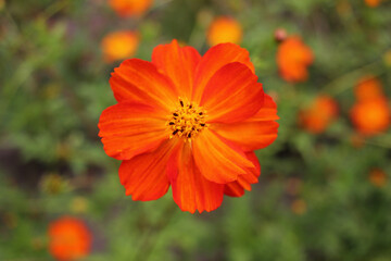 Orange cosmos flower in the summer garden in sunny day. Close-up. Selective focus