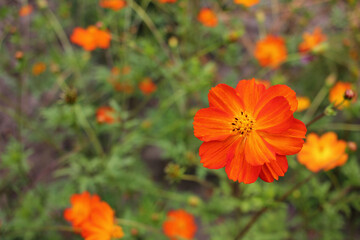 Orange cosmos flower in the summer garden in sunny day. Close-up. Selective focus