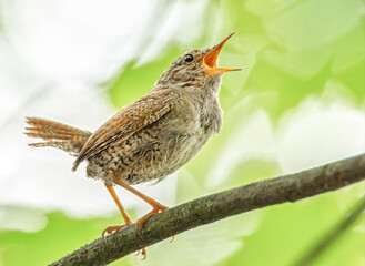 Singender Zaunkönig
