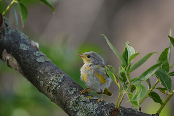Baby fledgling Yellow Warbler