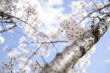 桜