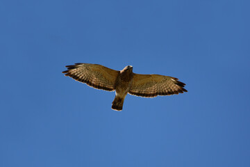 Broad Wing Hawk in flight